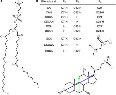 Interaction of Bile Salts With Lipid Bilayers: An Atomistic Molecular Dynamics Study